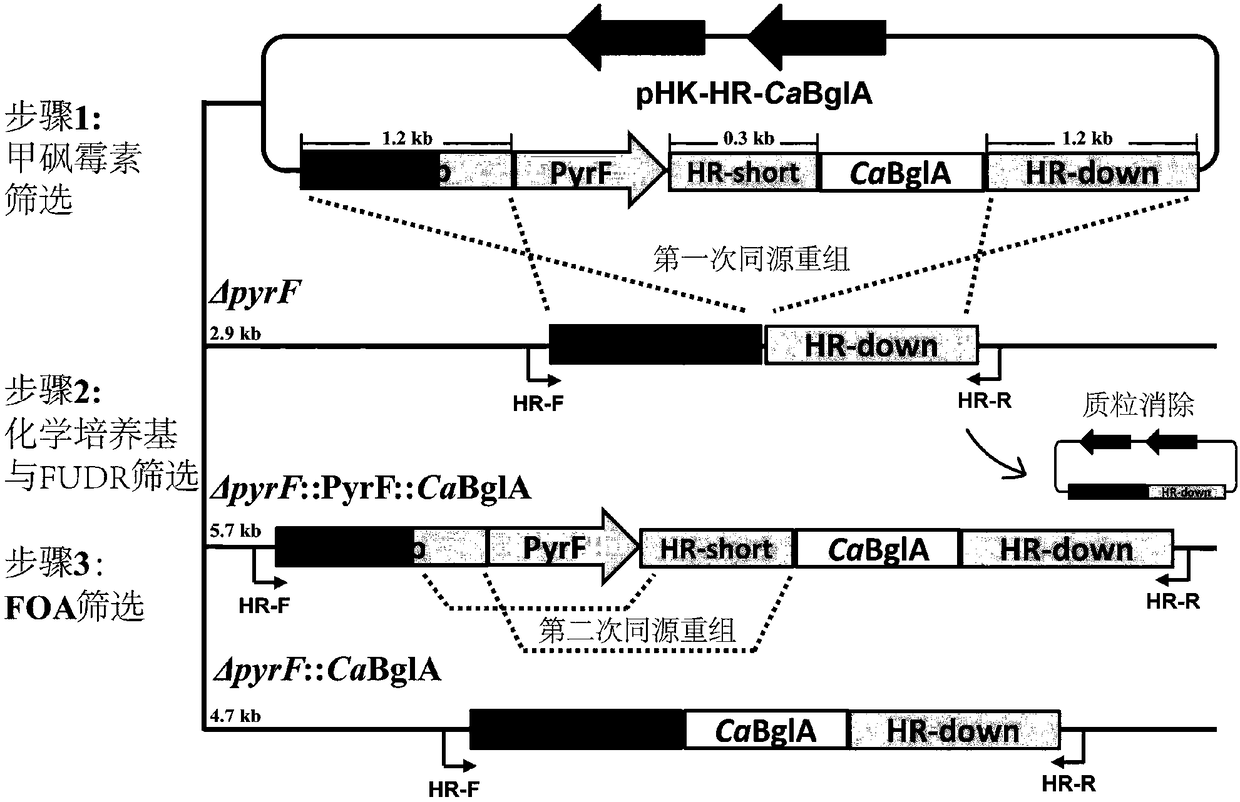 Cellulase preparation and application thereof