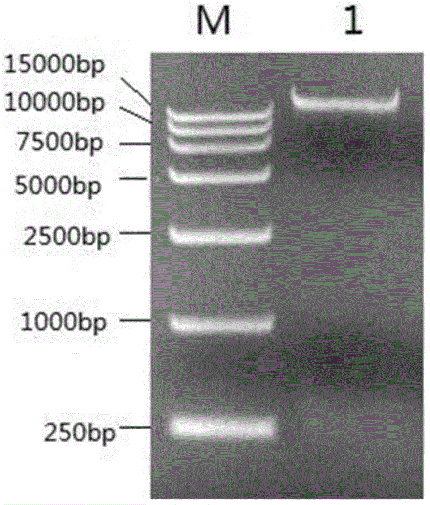 Alkaline xylanase as well as encoding gene and application thereof