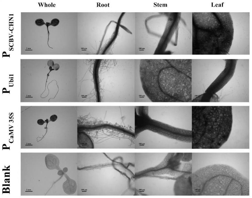 Constitutive promoter PSCBV-CHN1 from sugarcane baculovirus and application thereof