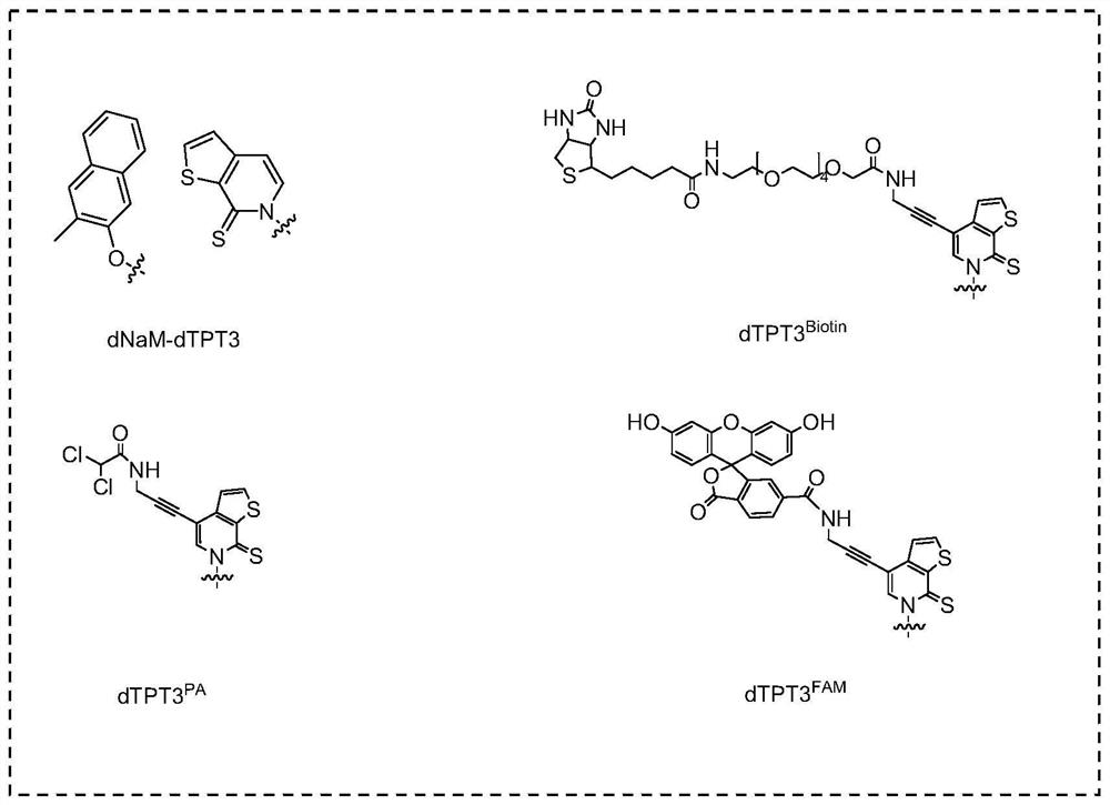 Method for template-free synthesis of non-natural base-containing oligonucleotide chain by using terminal deoxyribonucleotide transferase and application of non-natural base-containing oligonucleotide chain