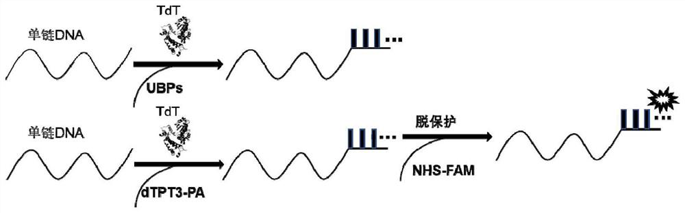 Method for template-free synthesis of non-natural base-containing oligonucleotide chain by using terminal deoxyribonucleotide transferase and application of non-natural base-containing oligonucleotide chain