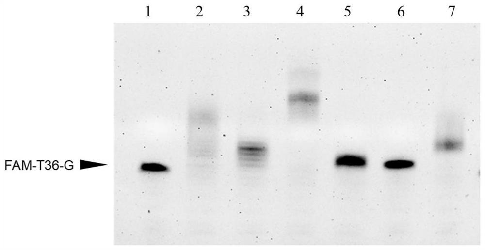 Method for template-free synthesis of non-natural base-containing oligonucleotide chain by using terminal deoxyribonucleotide transferase and application of non-natural base-containing oligonucleotide chain