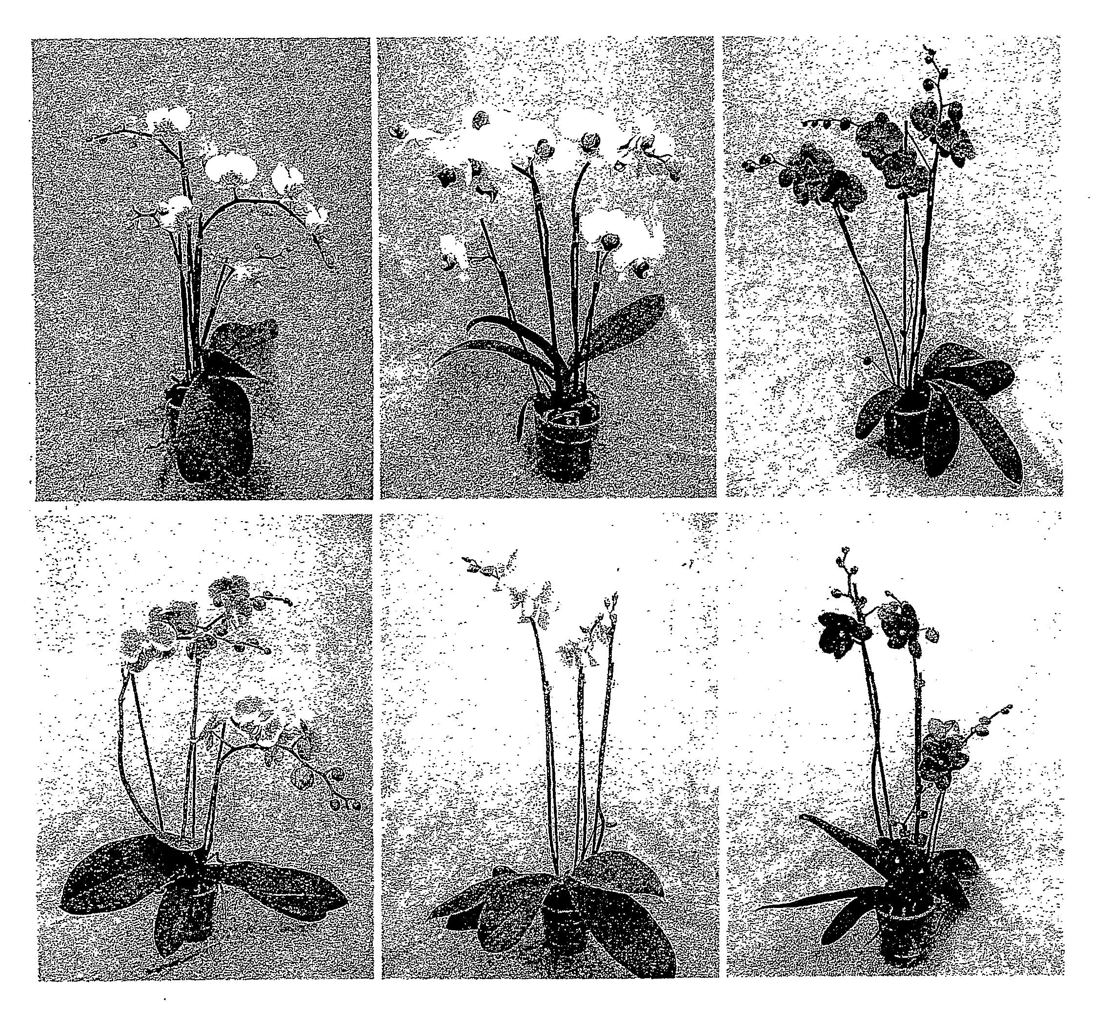 Orchid Culturing Method