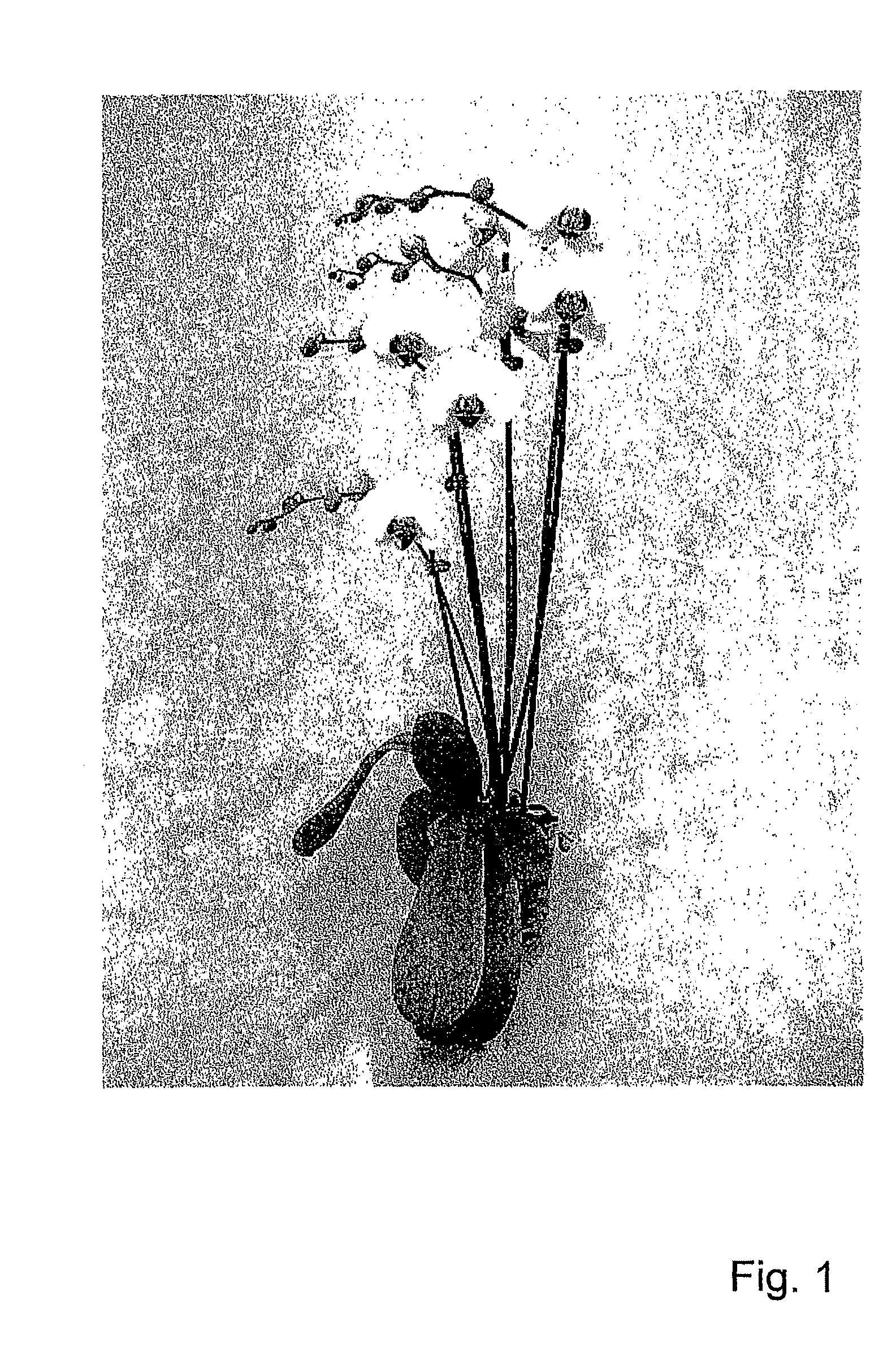 Orchid Culturing Method