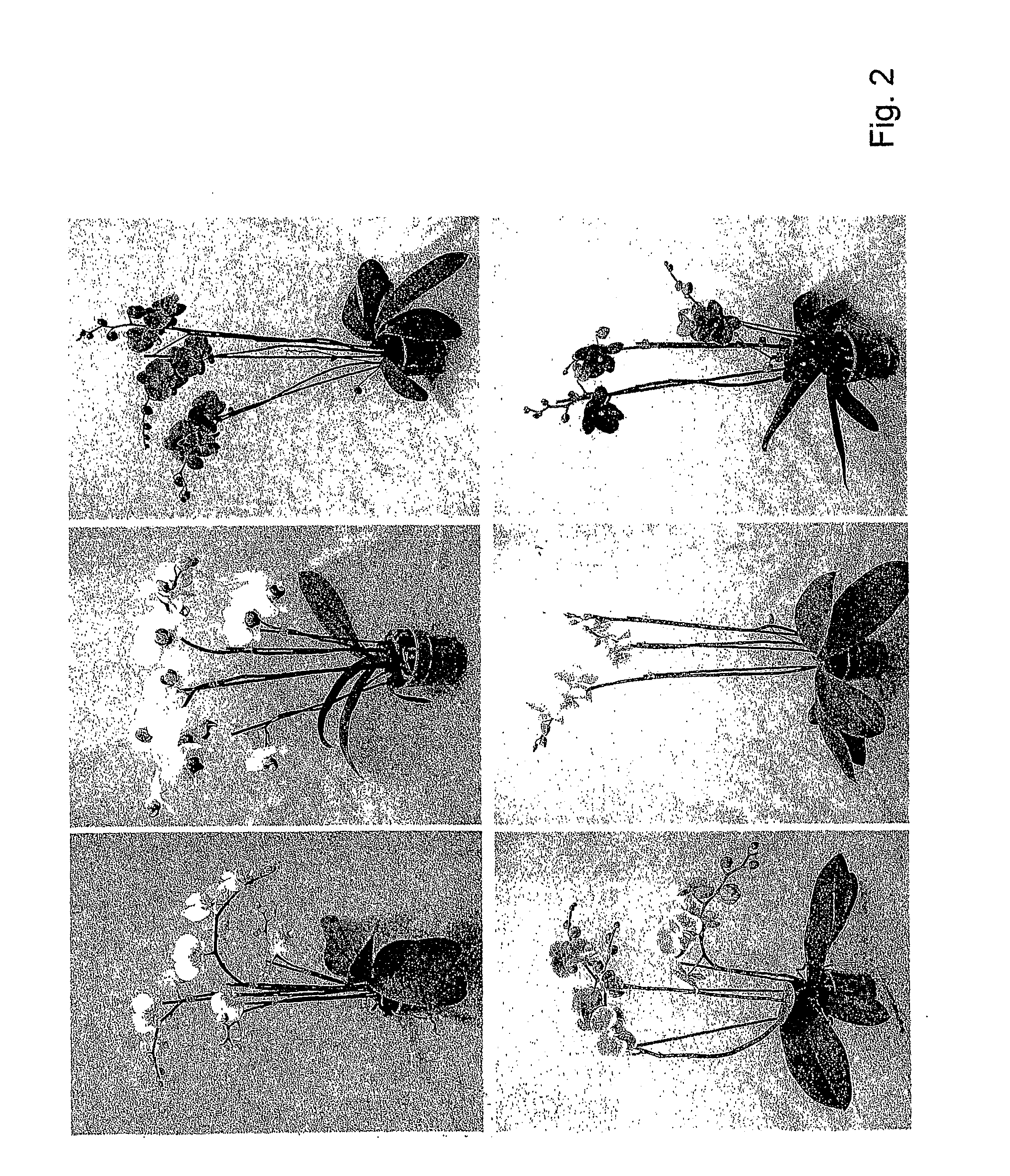 Orchid Culturing Method