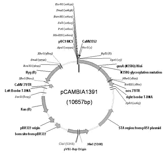 Method for high-flux screening chemical excitons for inducing insect resistance of plants