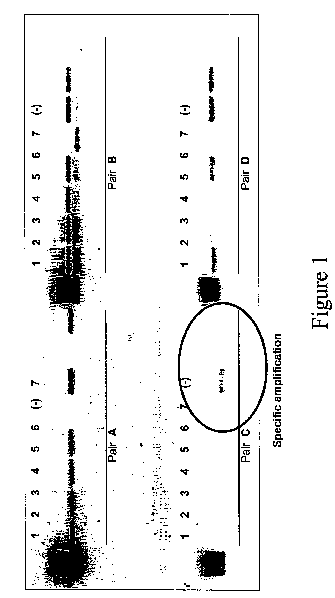 Method for the design of oligonucleotides for molecular biology techniques