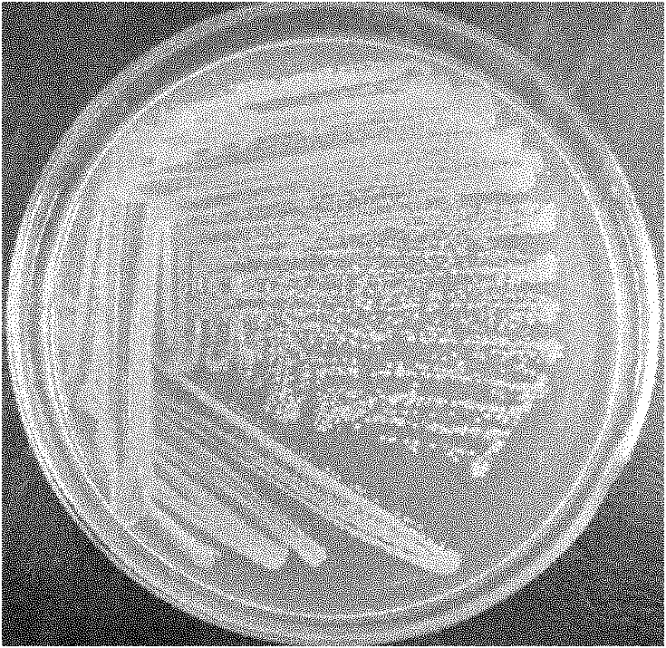 Heavy metal-tolerant bacterial strain and application thereof