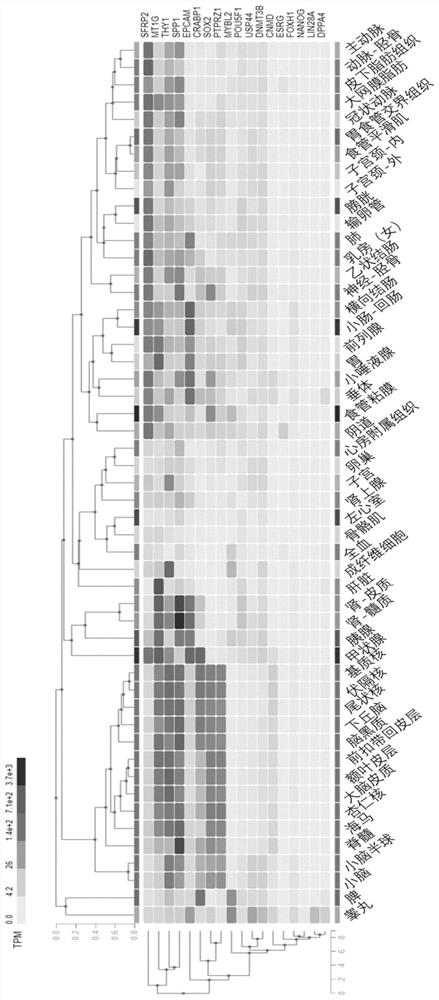 iPSC residue detection method using ESRG gene as universal marker gene