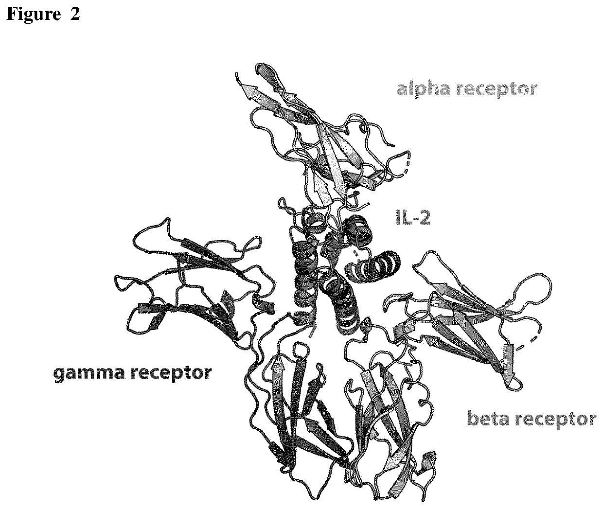 Interleukin-2 Variants with Modified Biological Activity