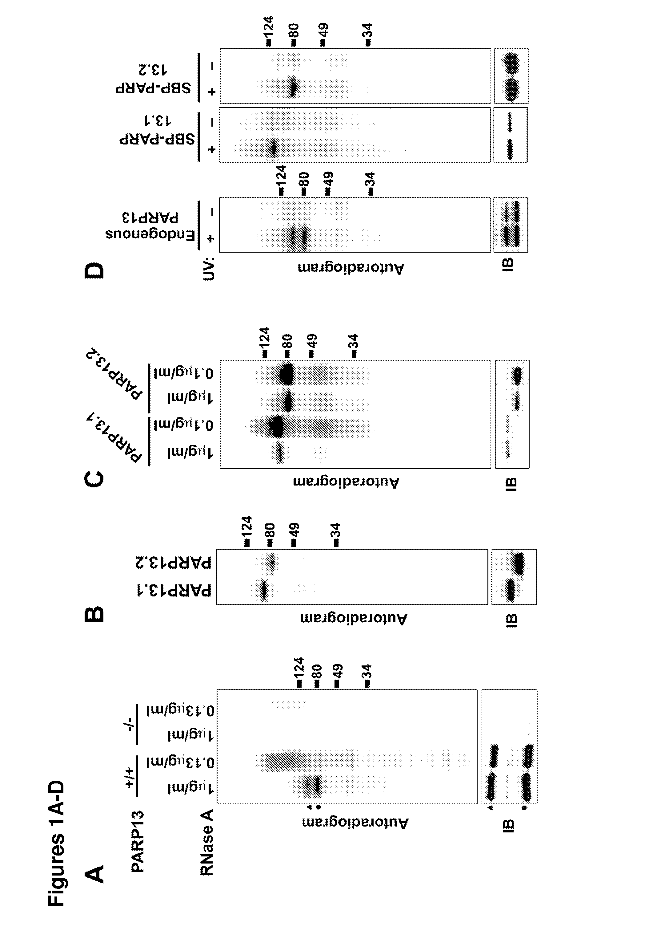 Compositions and methods for treating immune and viral disorders and modulating protein-rna interaction