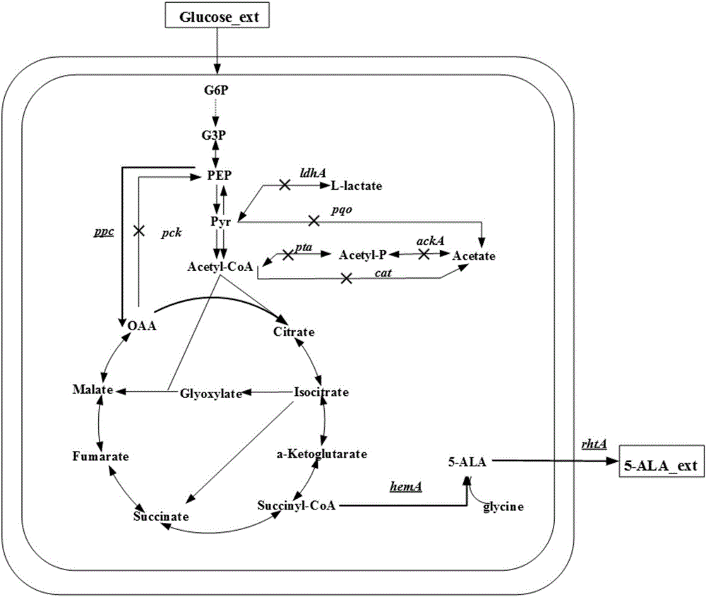 Corynebacterium glutamicum strain for production of 5-aminolevulinic acid and construction and application of corynebacterium glutamicum strain