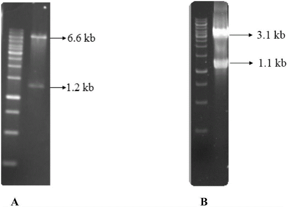 Corynebacterium glutamicum strain for production of 5-aminolevulinic acid and construction and application of corynebacterium glutamicum strain