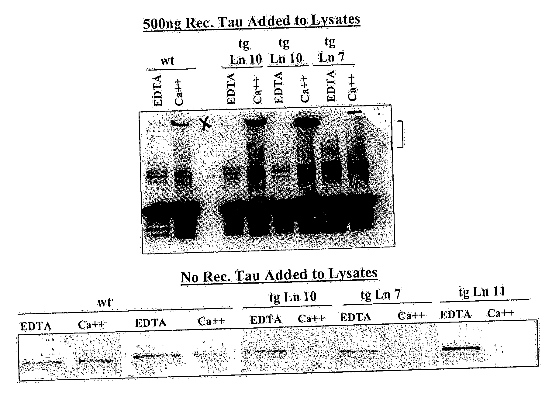 Transgenic animals expressing transglutaminase II