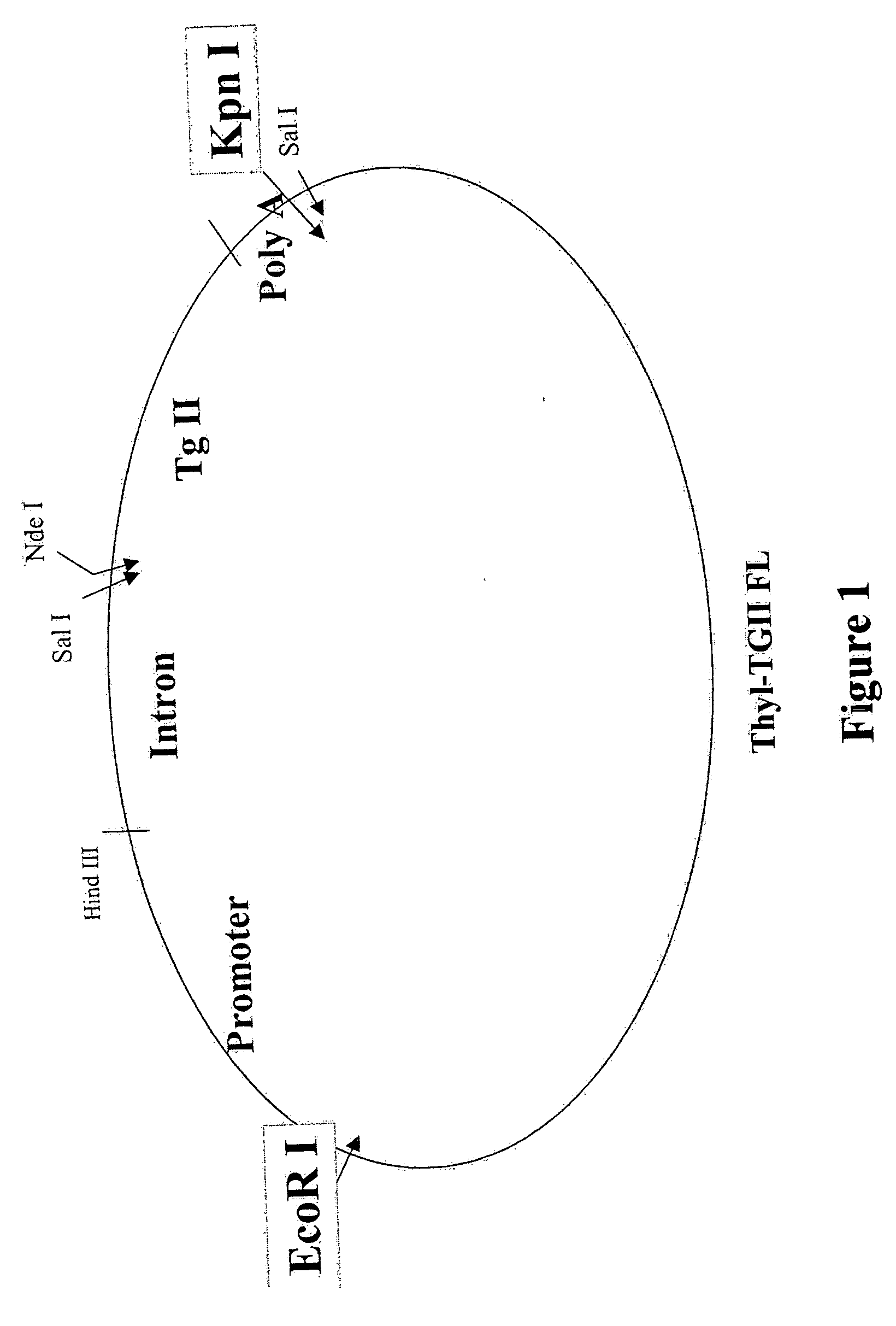 Transgenic animals expressing transglutaminase II