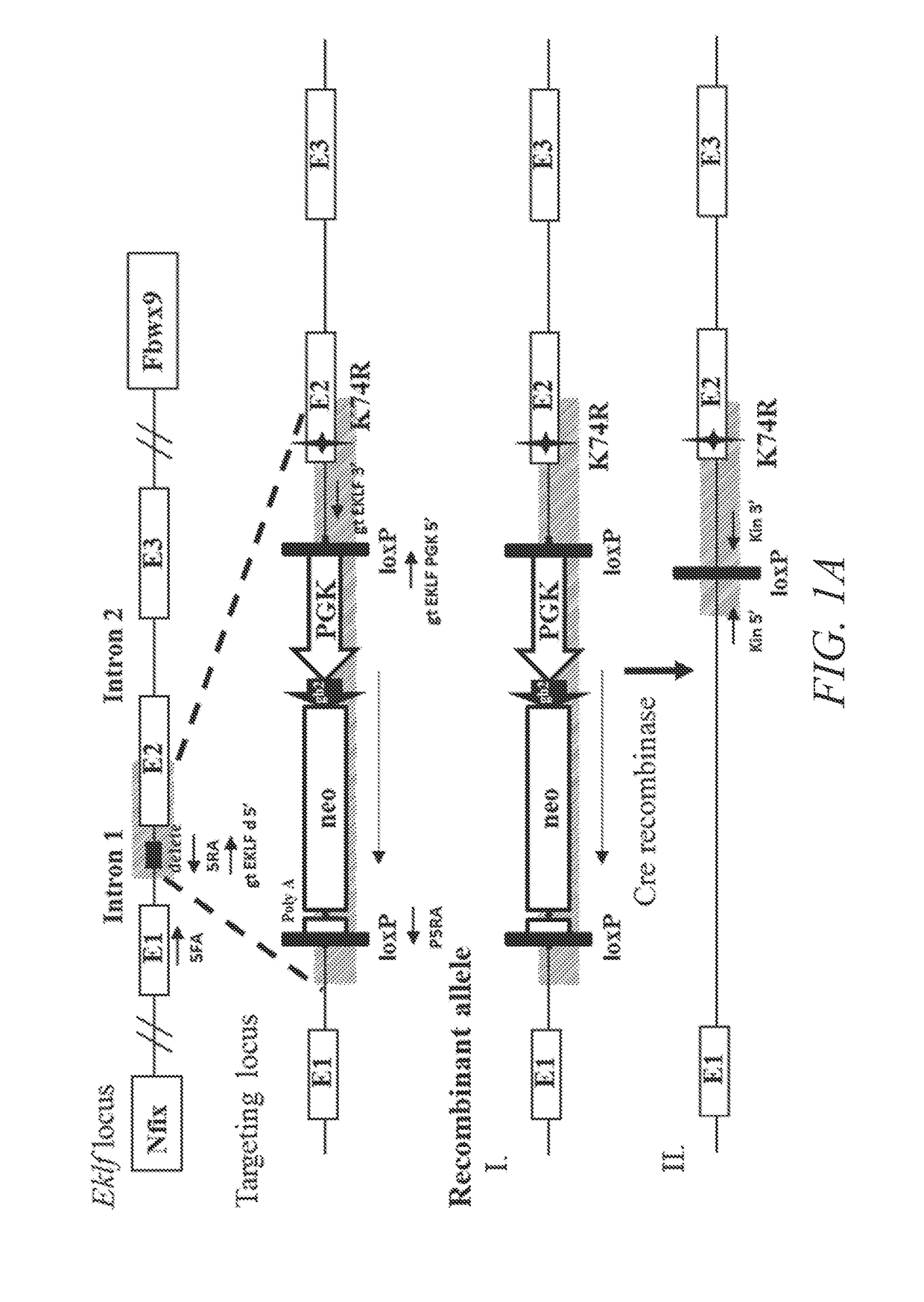 Animal model of longevity and related methods for increasing longevity and inhibiting tumorigenesis