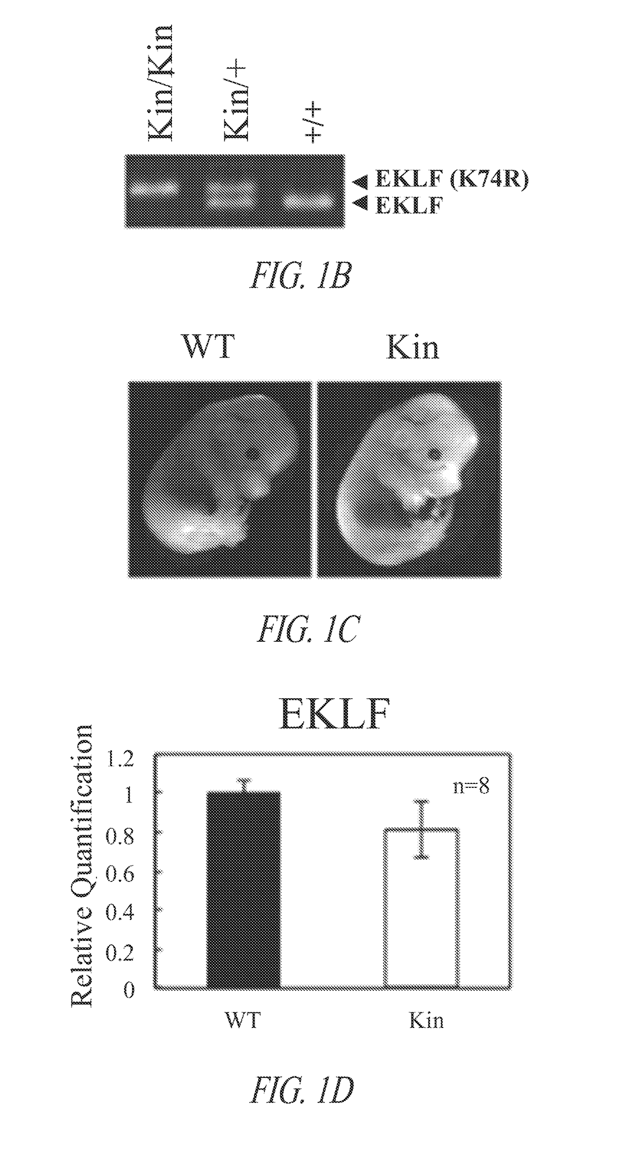 Animal model of longevity and related methods for increasing longevity and inhibiting tumorigenesis