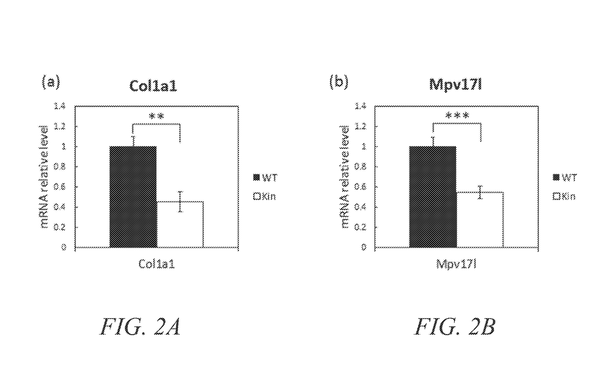 Animal model of longevity and related methods for increasing longevity and inhibiting tumorigenesis