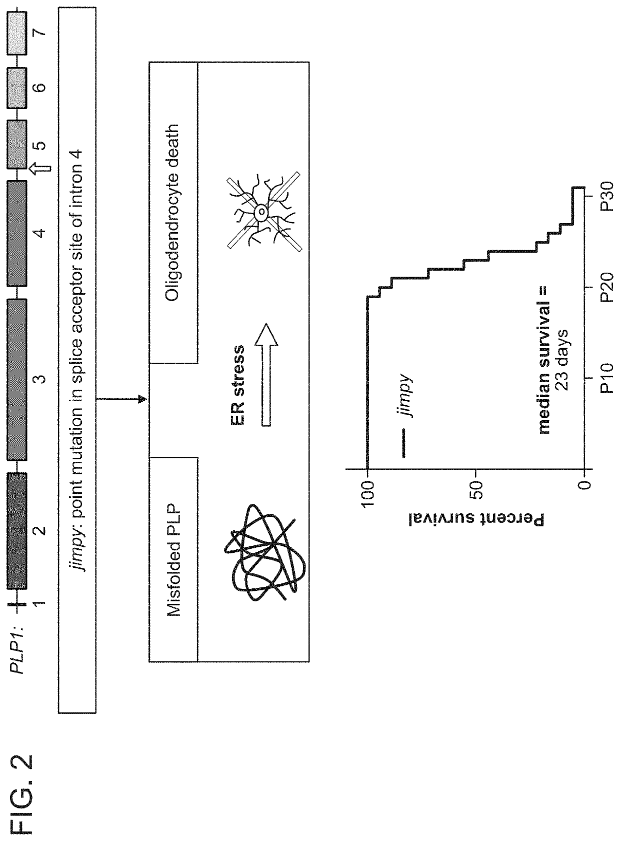 Methods and compositions for enhancing functional myelin production