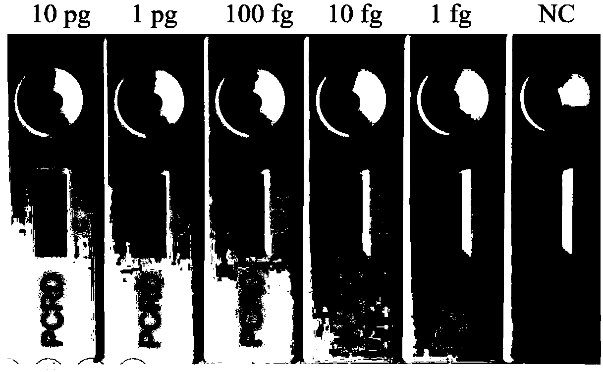 Haemonchus contortus nucleic acid detecting primer pair and probe and rapid detection kit