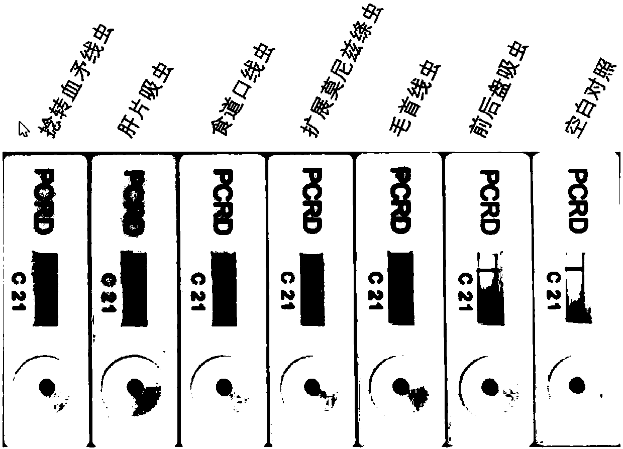 Haemonchus contortus nucleic acid detecting primer pair and probe and rapid detection kit