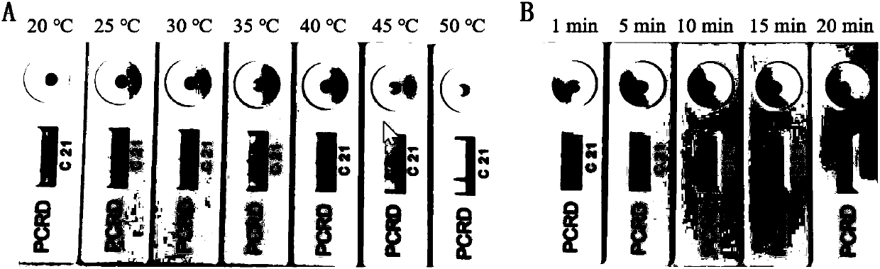 Haemonchus contortus nucleic acid detecting primer pair and probe and rapid detection kit