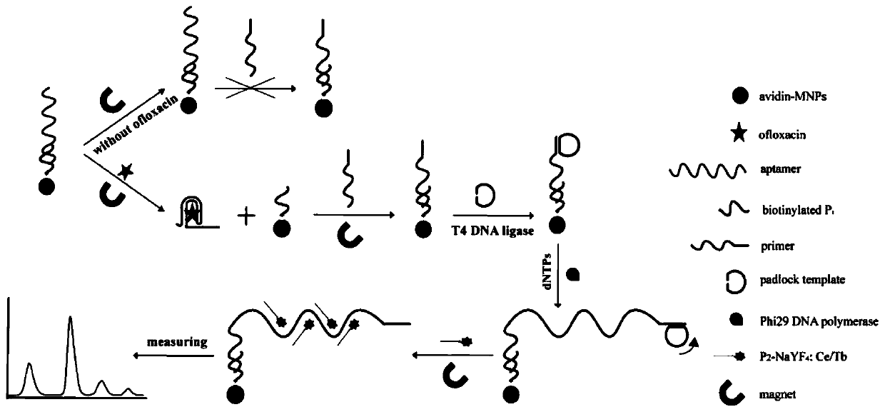 Kit, probe and method for rapid and sensitive detection of ofloxacin