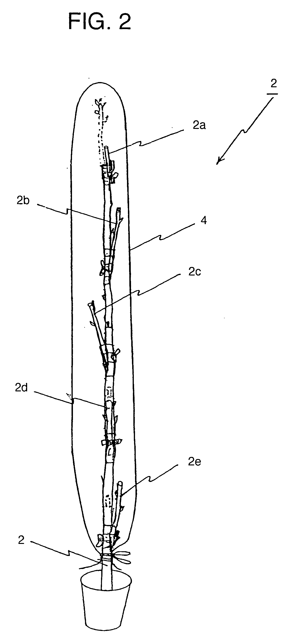 Method of producing rose saplings capable of blooming many kinds of roses on each shoot and rose saplings thus produced