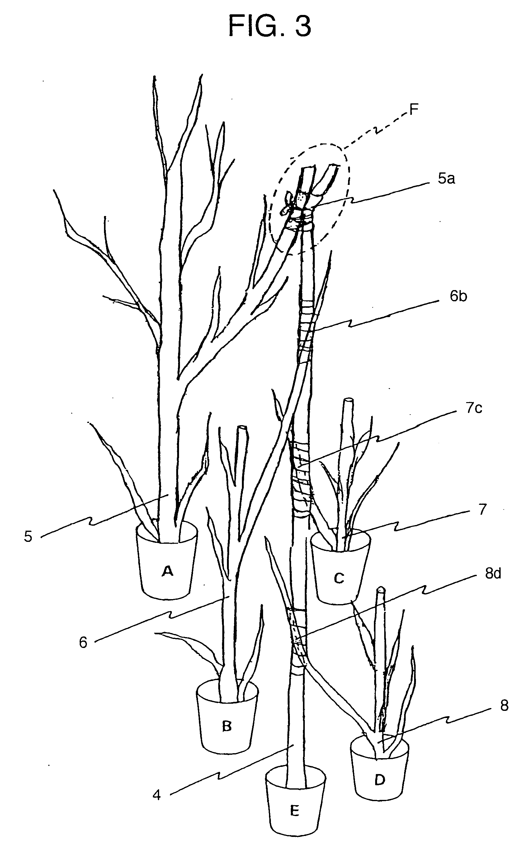 Method of producing rose saplings capable of blooming many kinds of roses on each shoot and rose saplings thus produced