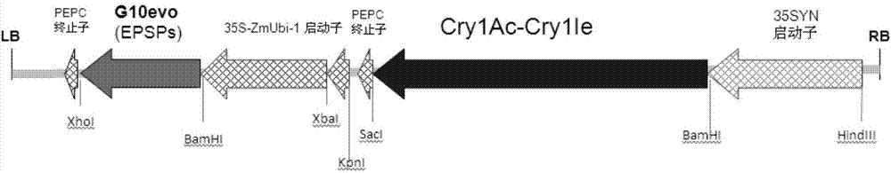 Exogenous insertion element flanking sequences of transgenic rice strain 223F-S21 and application thereof