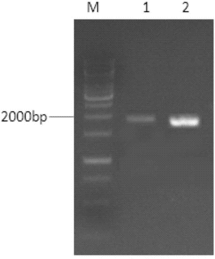 Exogenous insertion element flanking sequences of transgenic rice strain 223F-S21 and application thereof