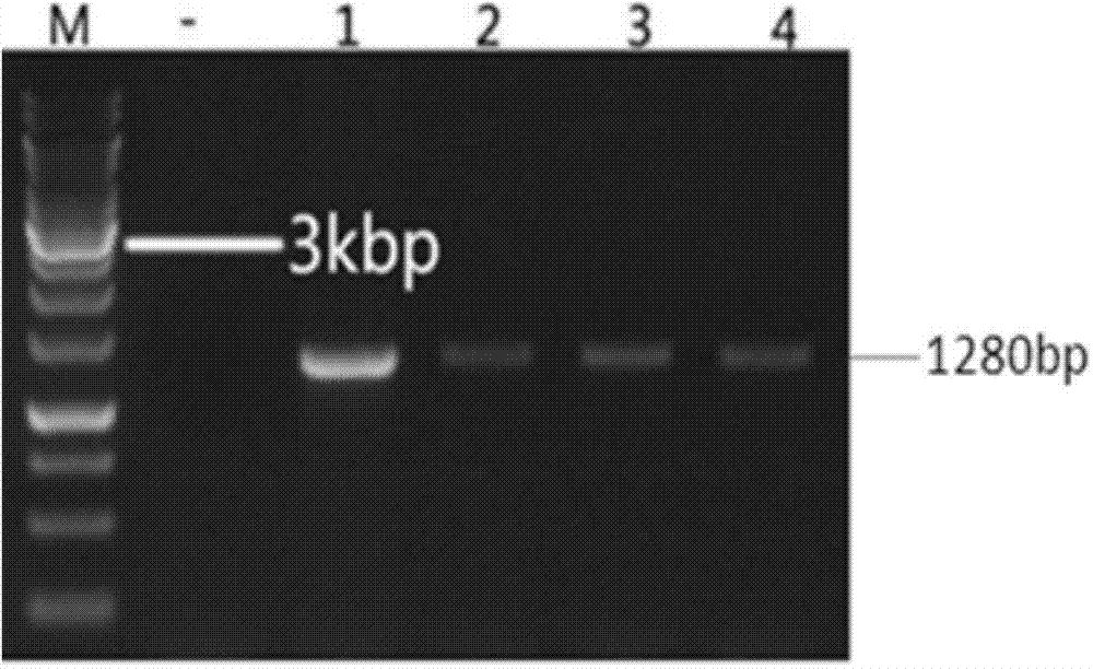 Exogenous insertion element flanking sequences of transgenic rice strain 223F-S21 and application thereof