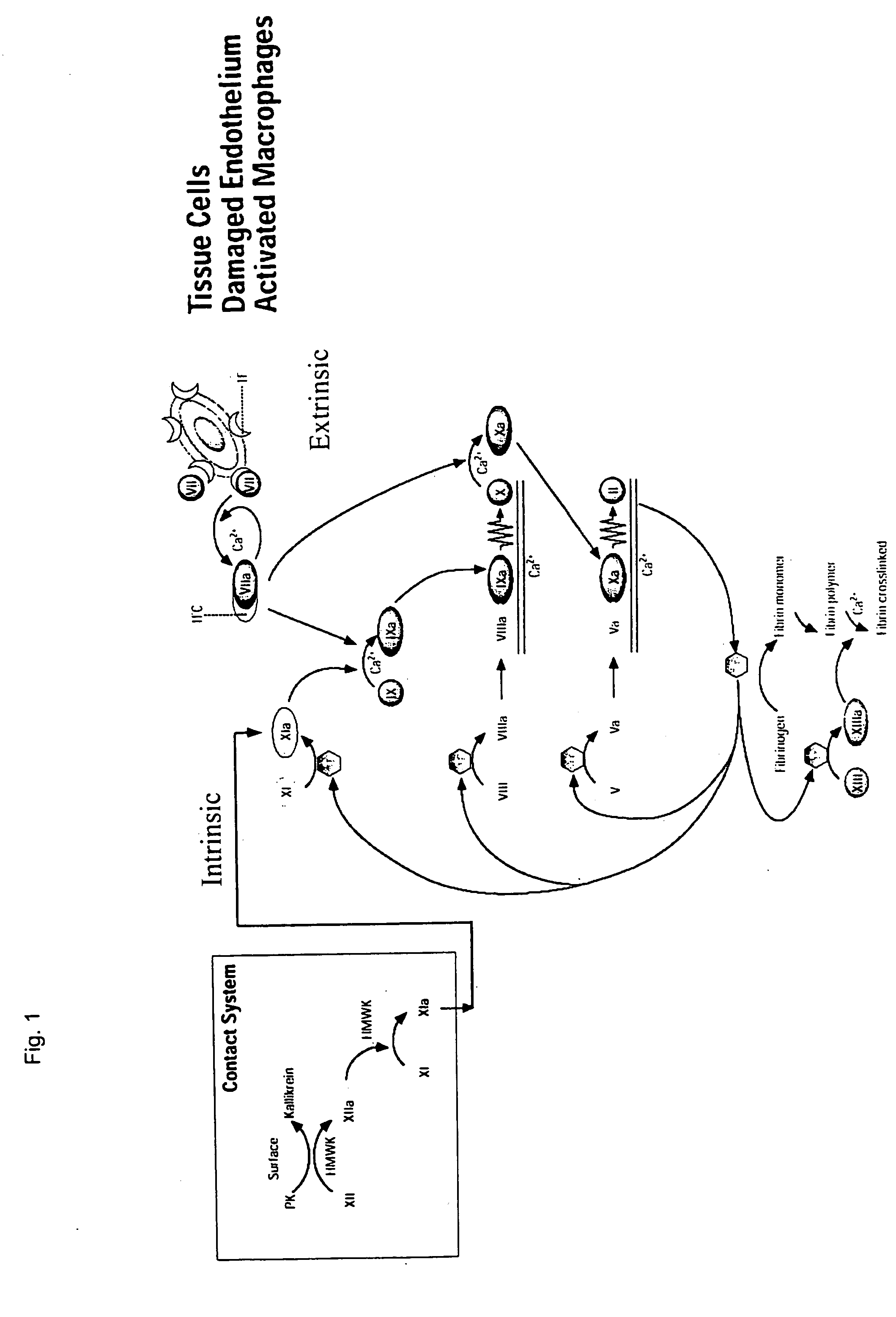 Clotting factor-Fc chimeric proteins to treat hemophilia