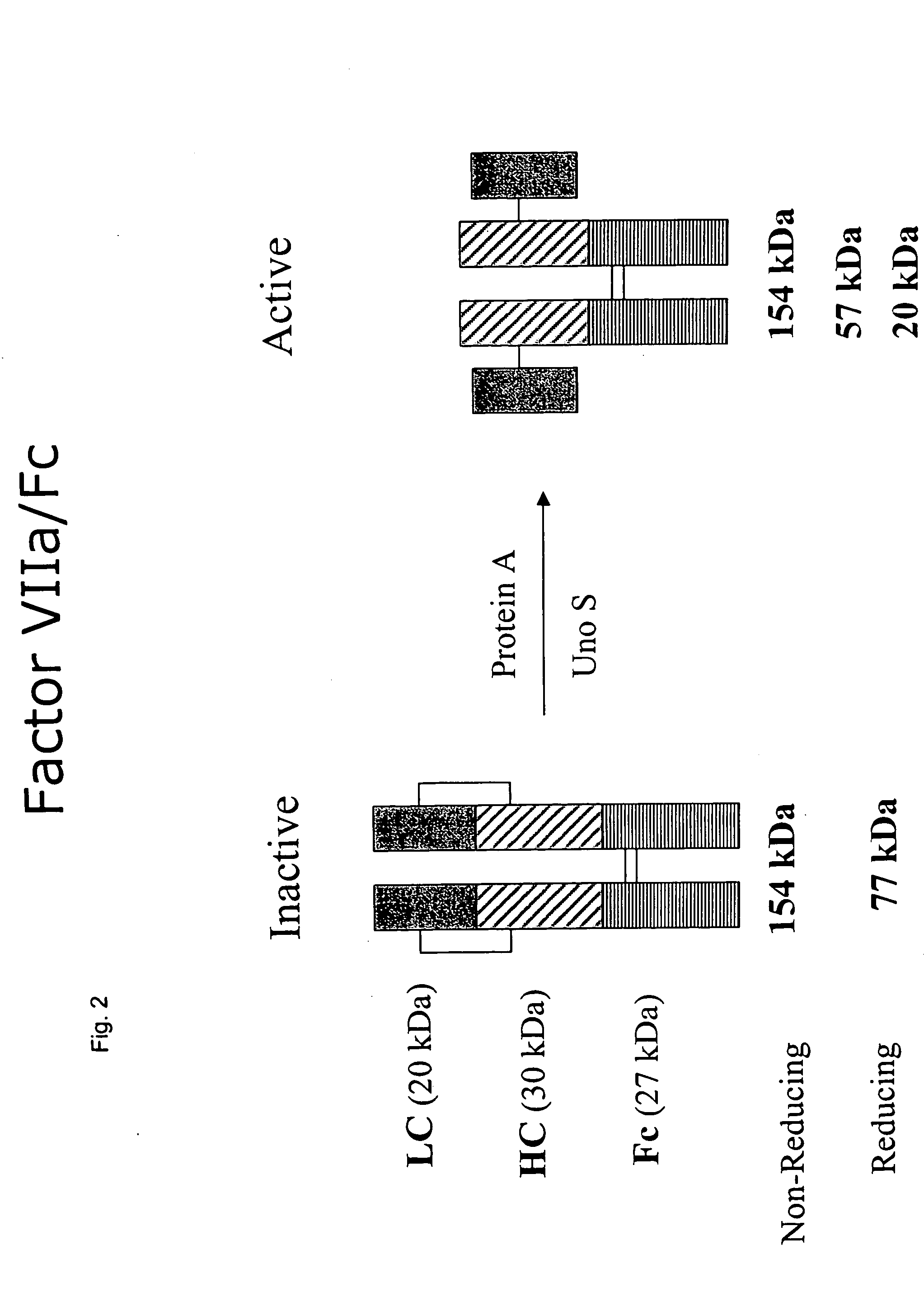 Clotting factor-Fc chimeric proteins to treat hemophilia