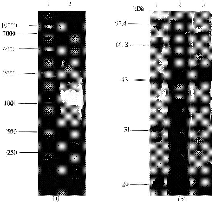 Method for preparation of S-adenosylmethionine