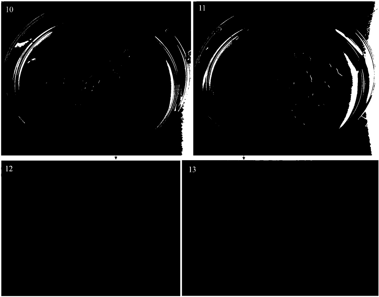 Method for somatic embryogenesis and plant regeneration of slash pines