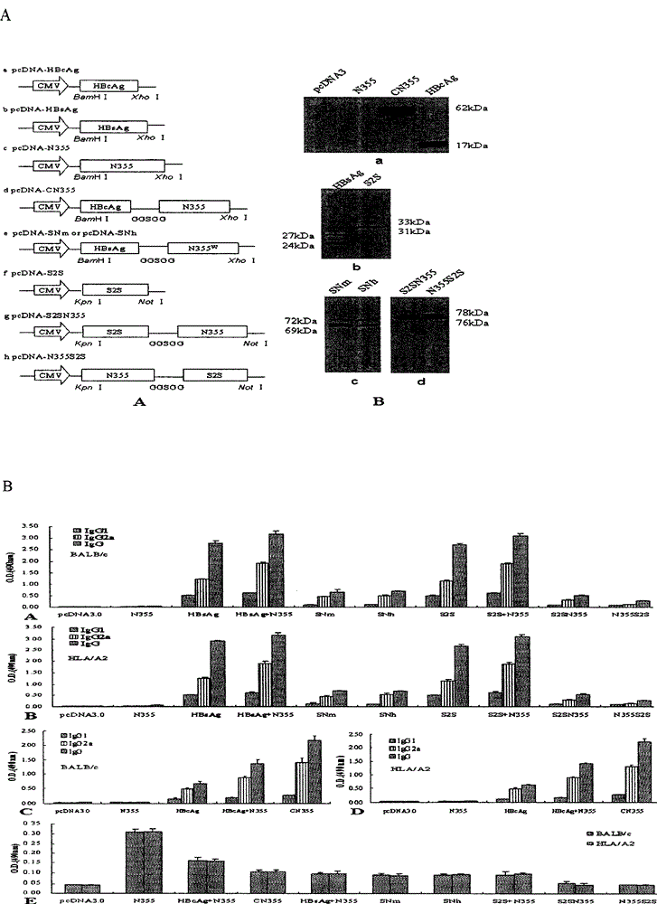 Cocktail vaccine for anti immune tolerance and immunodeficiency virus and its application