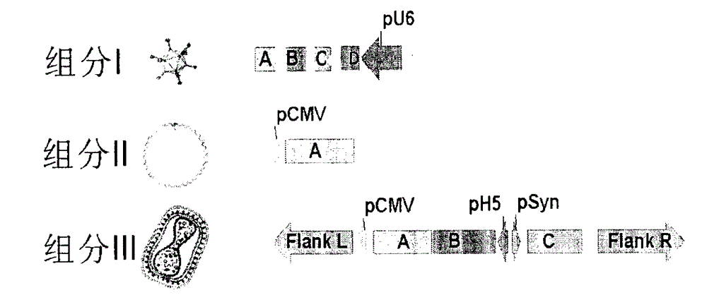 Cocktail vaccine for anti immune tolerance and immunodeficiency virus and its application