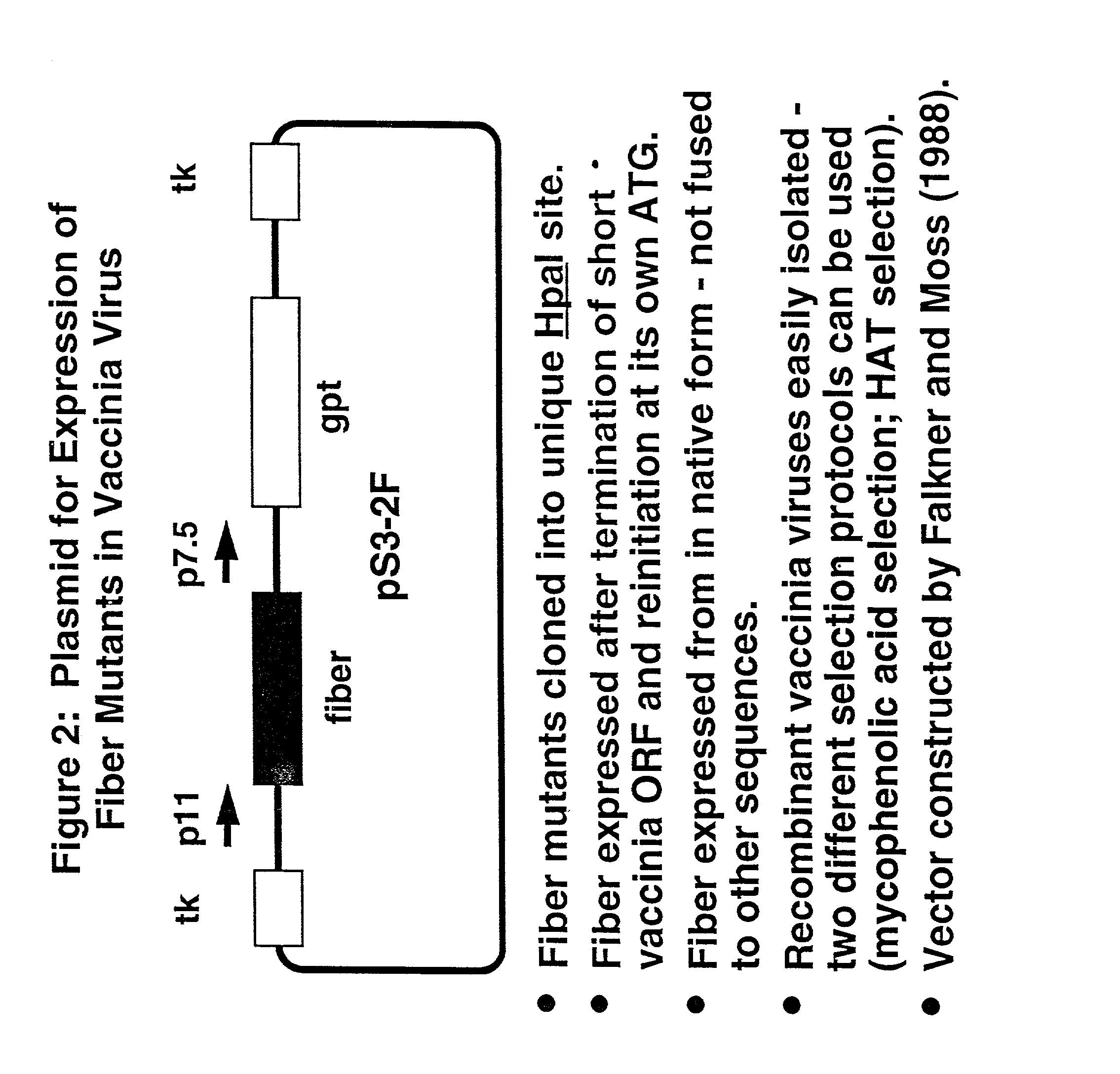 Ligands added to adenovirus fiber