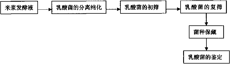 Lactobacillus plantarum for food fermentation and applications thereof