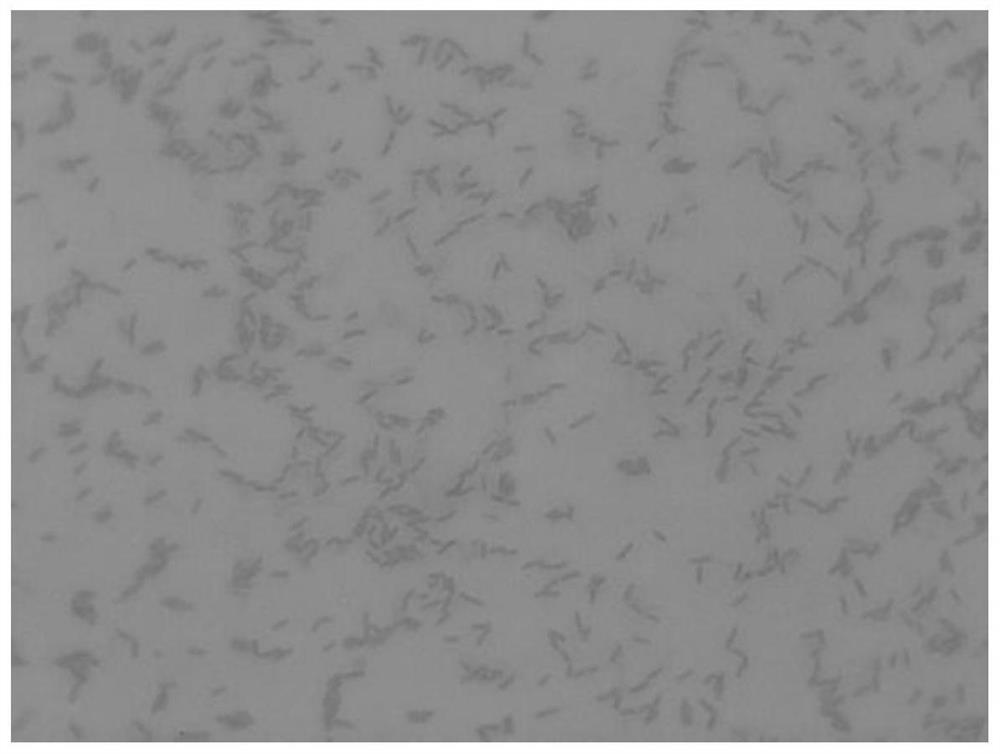 A kind of oily sludge degrading bacterial strain proteus mirabilis SB and its application