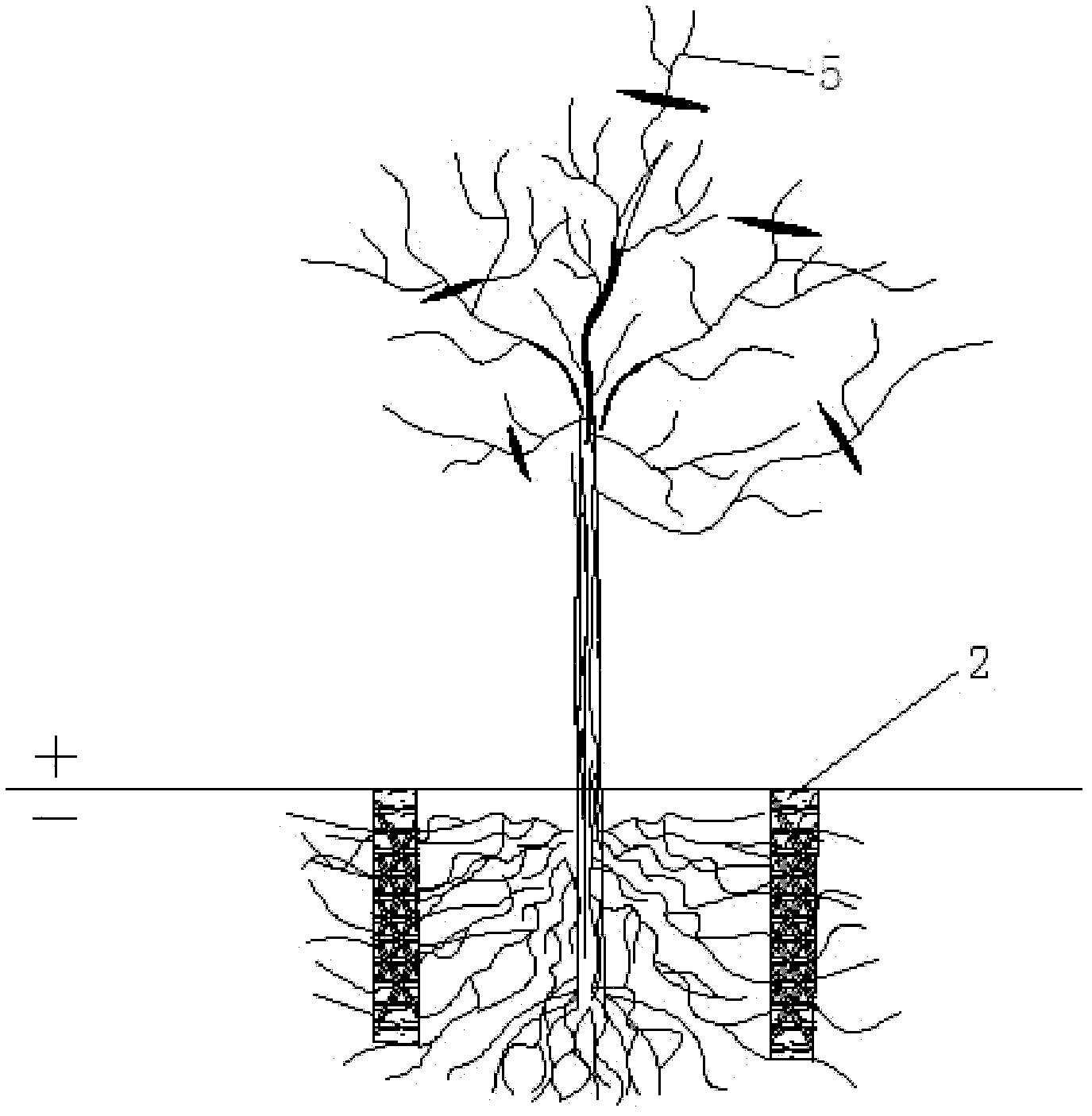 Coastal mud flat seedling out-of-season crested planting technology