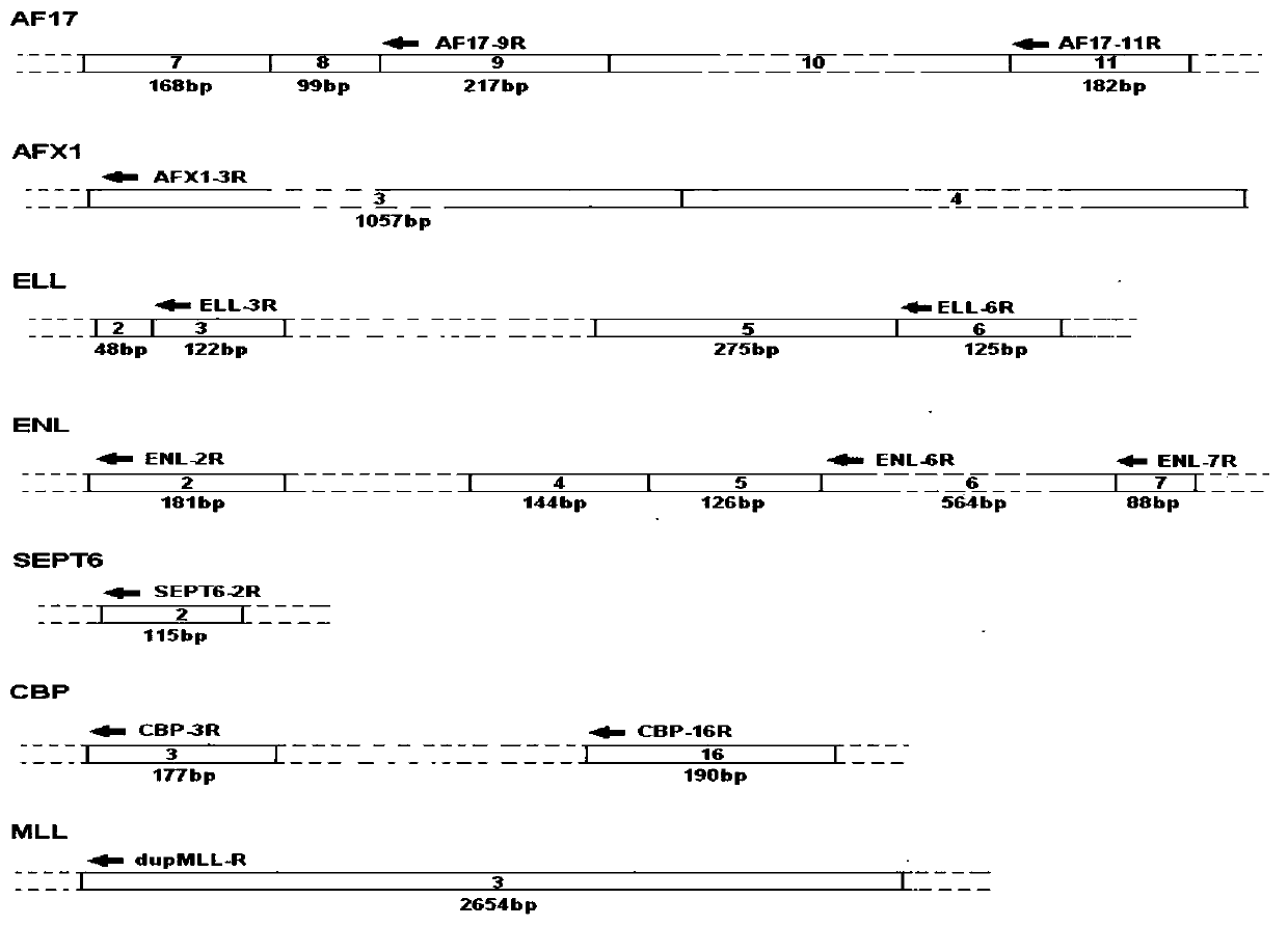 Primers, probes, compositions and methods for screening and identifying fusion genes related to Mll rearrangement by multiplex fluorescent PCR technology