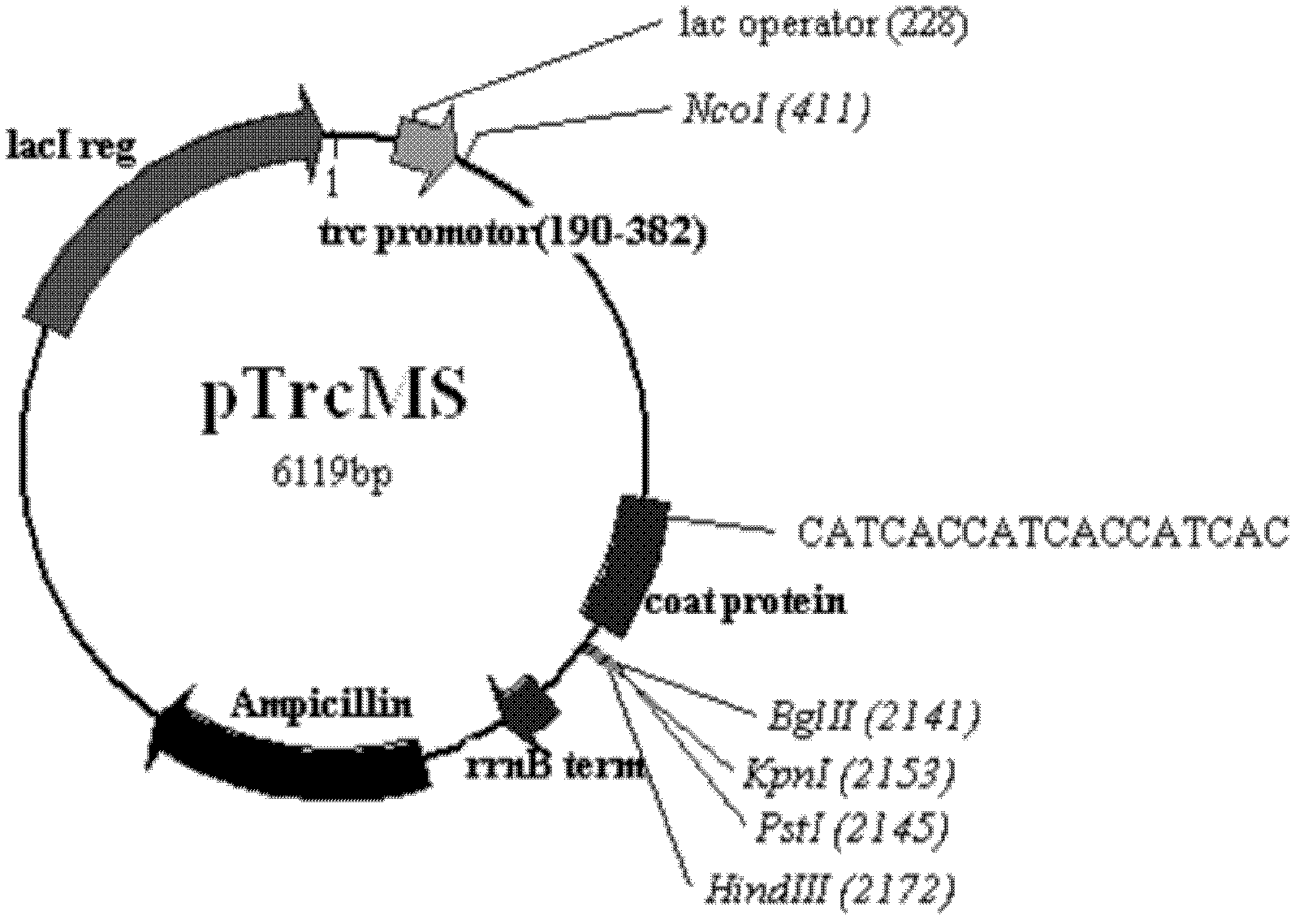 Pseudovirion vector and preparation method and application thereof