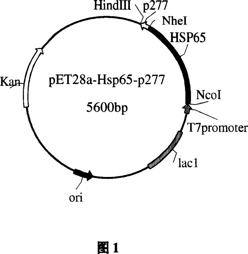 Immunomodulation agent with adjuvant having function for treating atherosclerosis