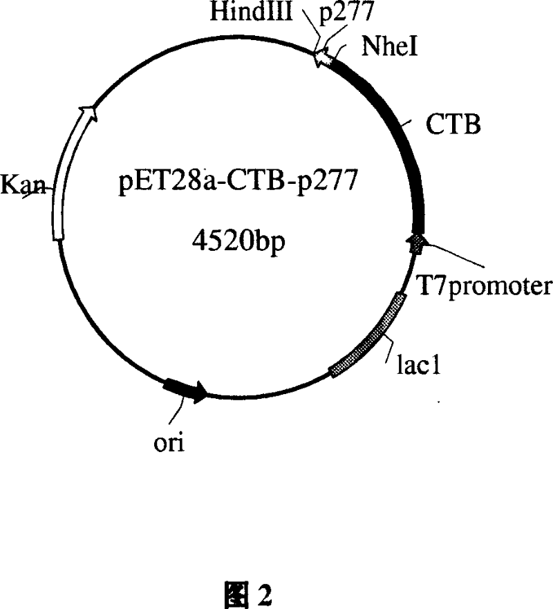 Immunomodulation agent with adjuvant having function for treating atherosclerosis