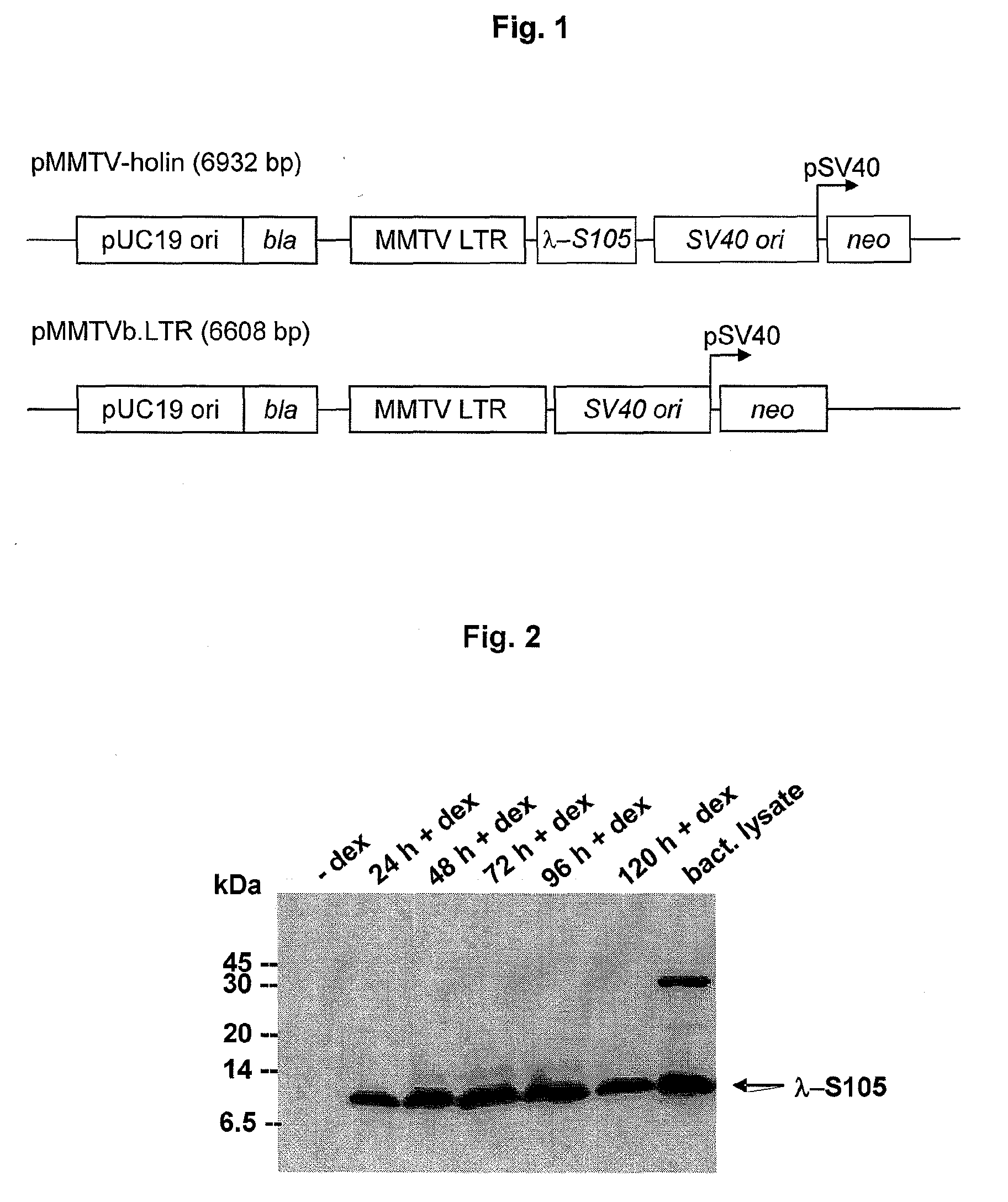 Bacteriophage and prophage proteins in cancer gene therapy