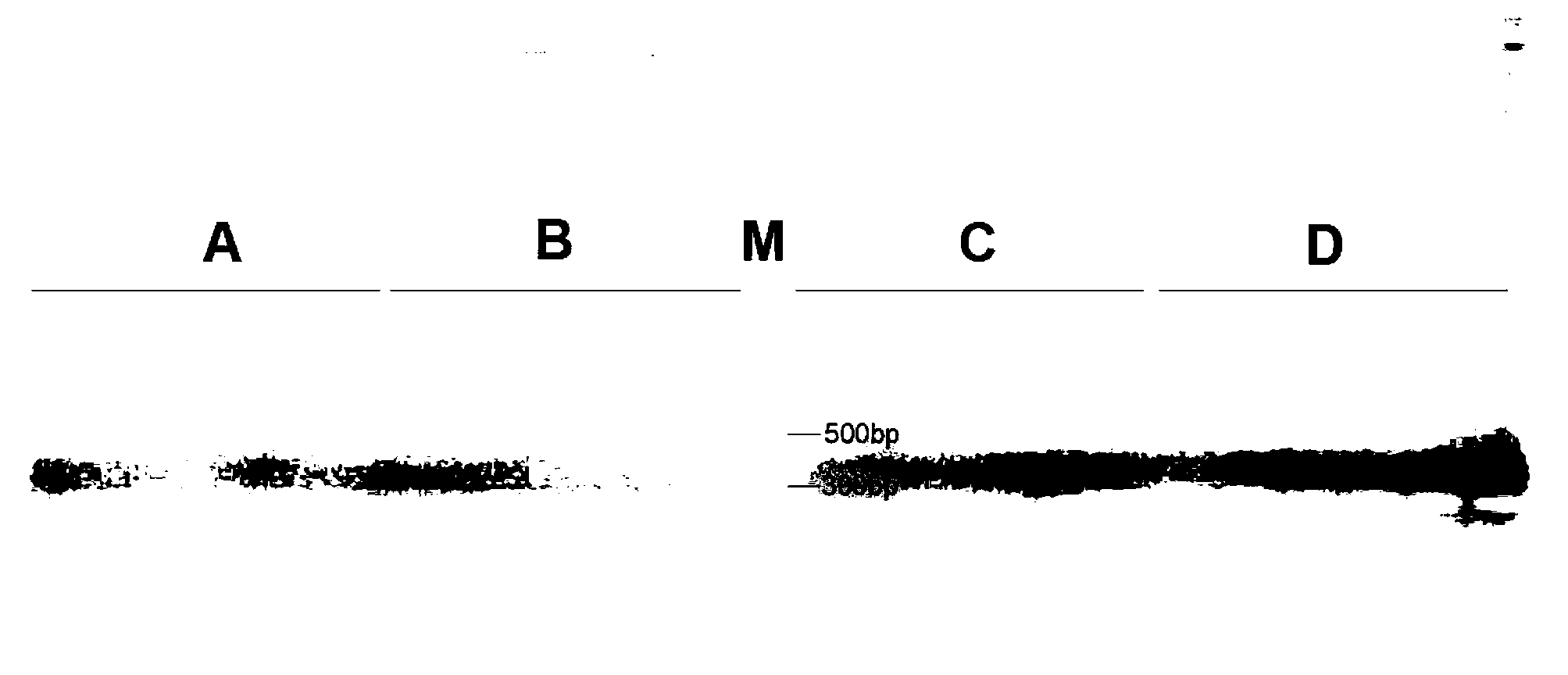 Primer and method for authenticating frankliniella occidentalis by using expressed sequence tag (EST) microsatellite markers