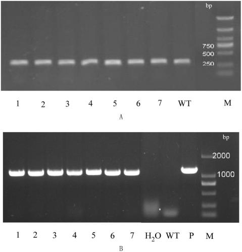 Asparagus chalcone synthase gene and its encoded protein and application