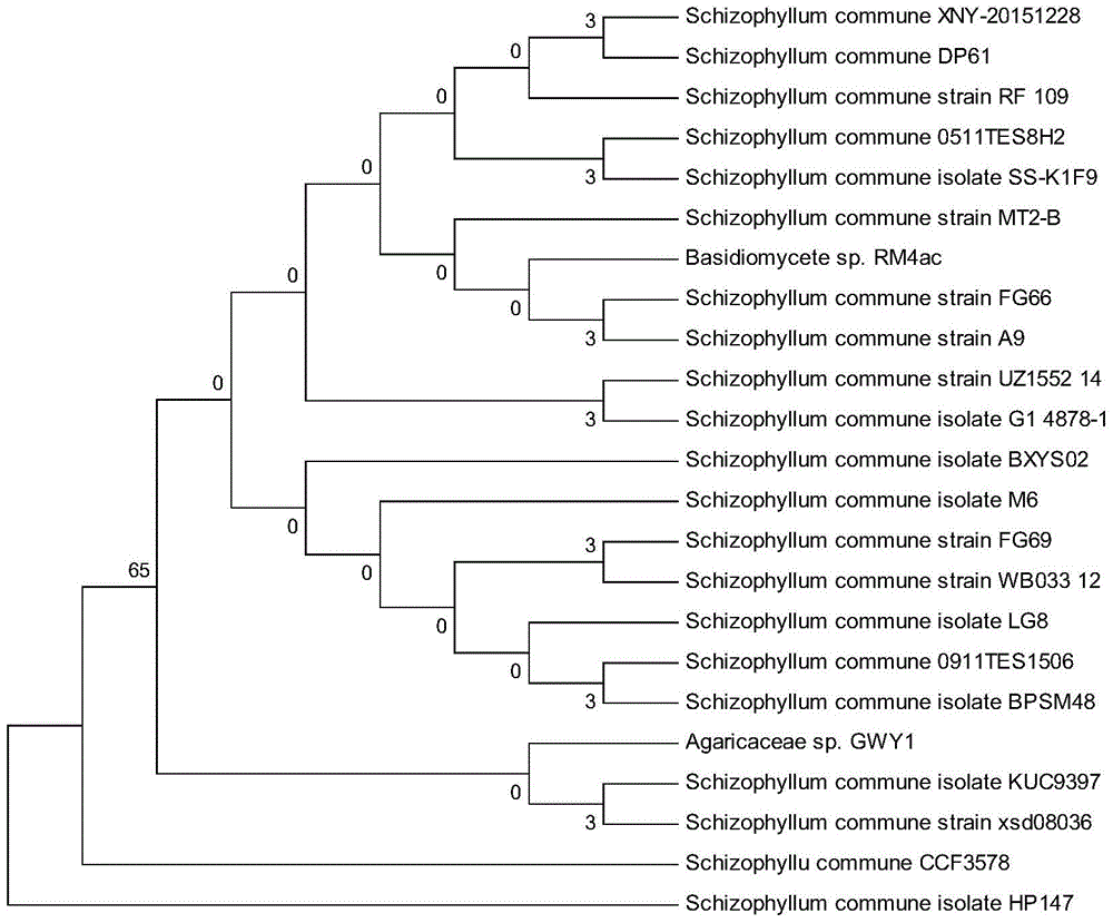 Screening and application of marine schizophyllum commune strain